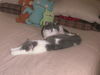 Agatha and Fuzzy