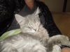 Neema