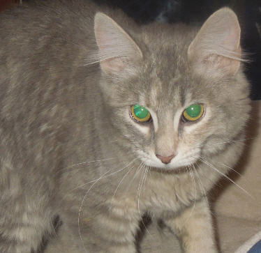 Neema