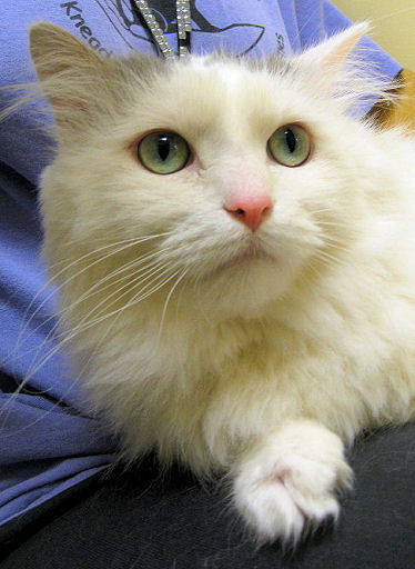 Beau
