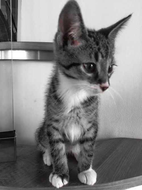 Wilson