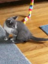 Sadie and Socks