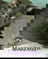 Madrone and Manzanito