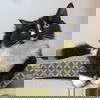 Qwirk