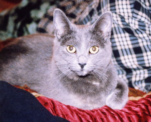 Anya