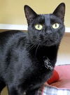 Zimba