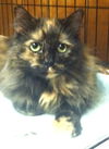 Tootsie