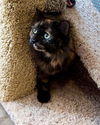 Tootsie