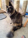 Tootsie