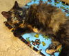 Tootsie
