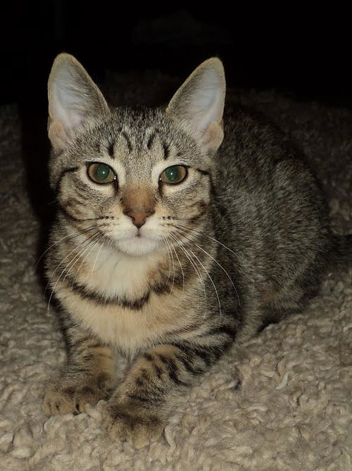 Wicket
