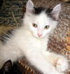 Watson