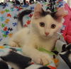 Watson