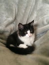 Samson