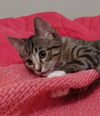 Savannah