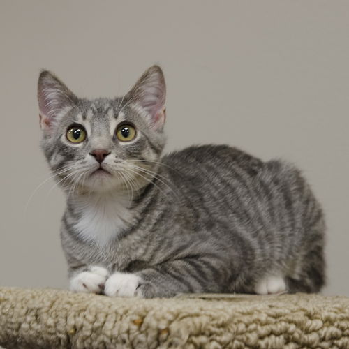 Tiggi