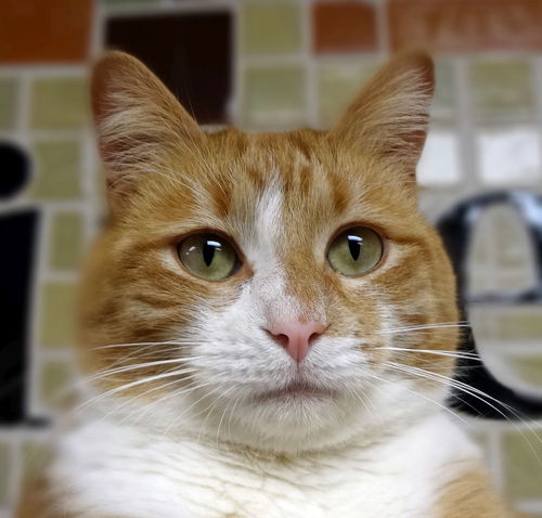Hamish