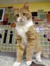 Hamish