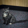 Catty Watty