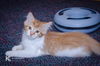 Punkin Pie
