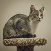 Stella