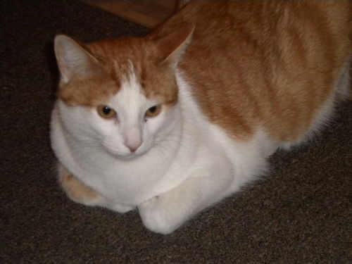 Henry