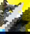 Jaeda