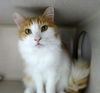 Sherbie