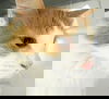 Sherbie