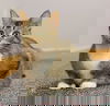 Felina