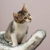 Felina