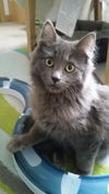 Tiny and Fluffy