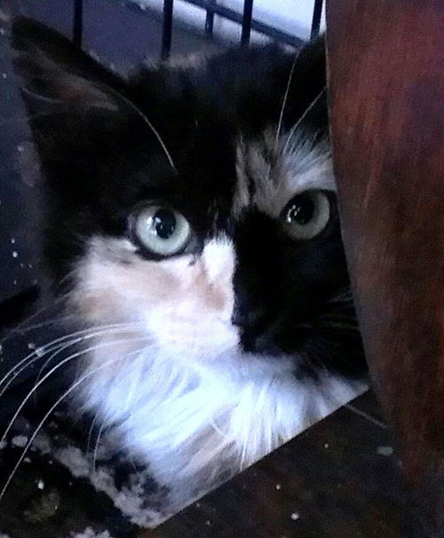 Sophie