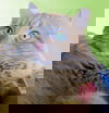 Ice