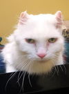 Snowshoe