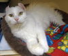 Snowshoe