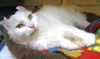 Snowshoe