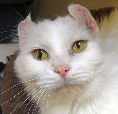 Snowshoe