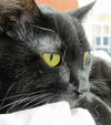 Jasper