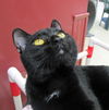 Jasper