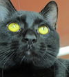 Jasper