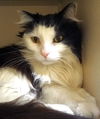 Widget