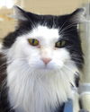 Widget