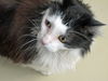 Widget