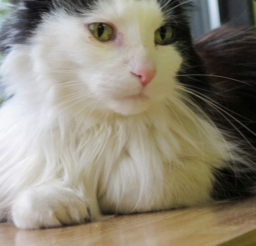 Widget