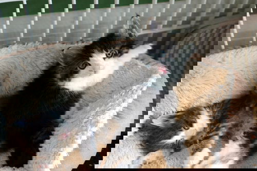 Zeus