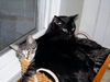 Gandolf and Kona