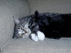 Gandolf and Kona