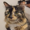 Miss Mouse