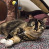 Miss Mouse